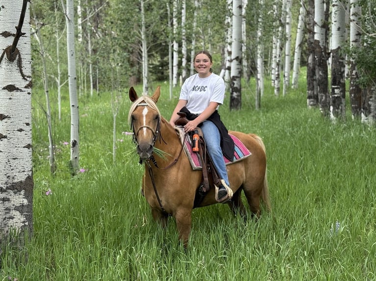 American Quarter Horse Stute 9 Jahre 150 cm Palomino in Camp Verde