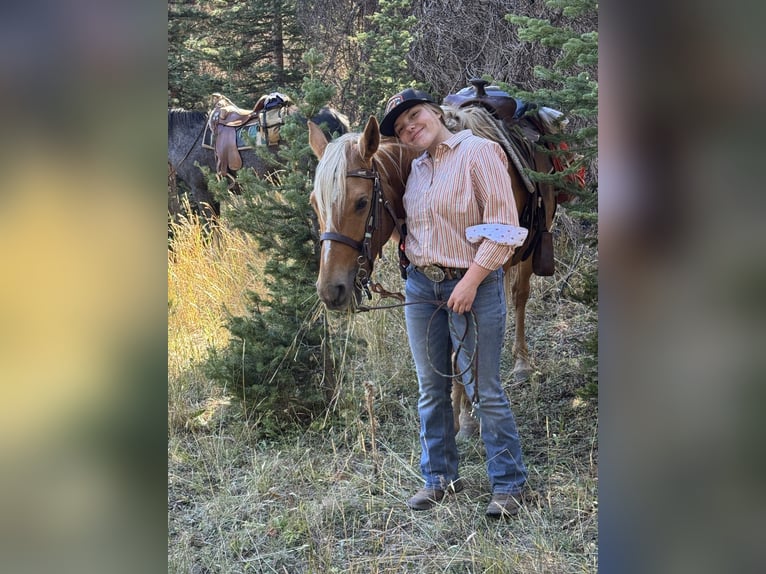 American Quarter Horse Stute 9 Jahre 150 cm Palomino in Camp Verde