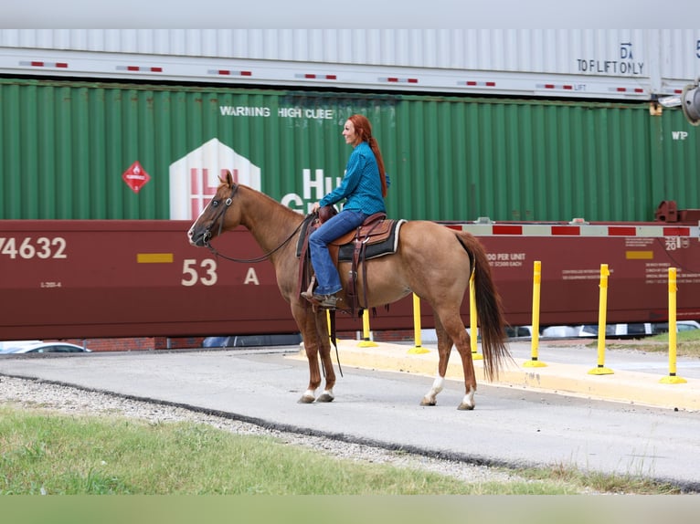 American Quarter Horse Stute 9 Jahre 150 cm Red Dun in Forney