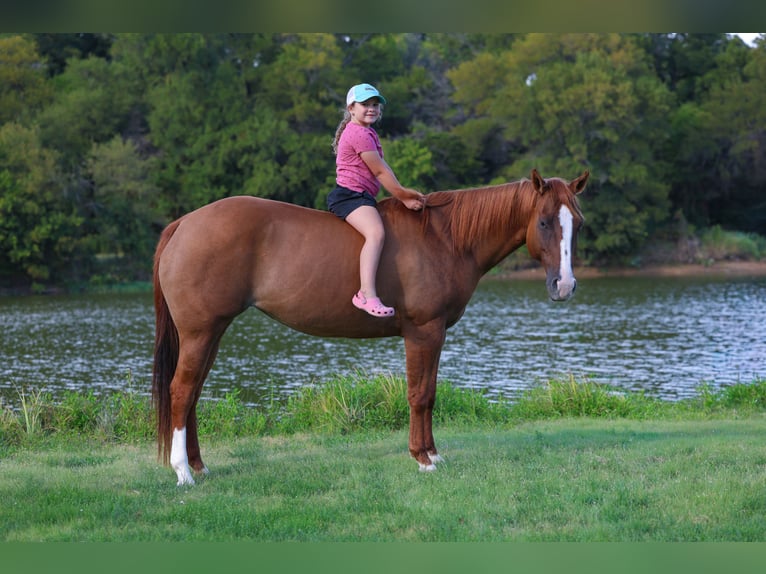 American Quarter Horse Stute 9 Jahre 150 cm Red Dun in Forney