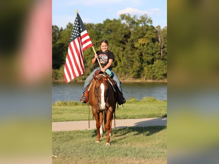 American Quarter Horse Stute 9 Jahre 150 cm Red Dun in Forney