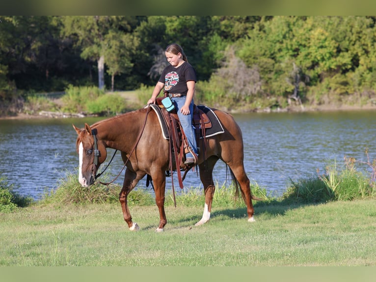 American Quarter Horse Stute 9 Jahre 150 cm Red Dun in Forney