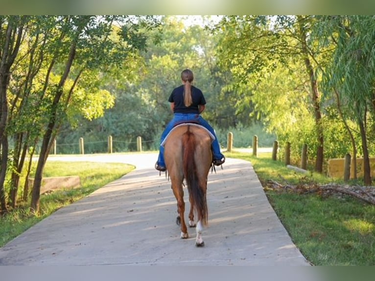 American Quarter Horse Stute 9 Jahre 150 cm Red Dun in Forney