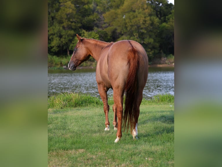 American Quarter Horse Stute 9 Jahre 150 cm Red Dun in Forney