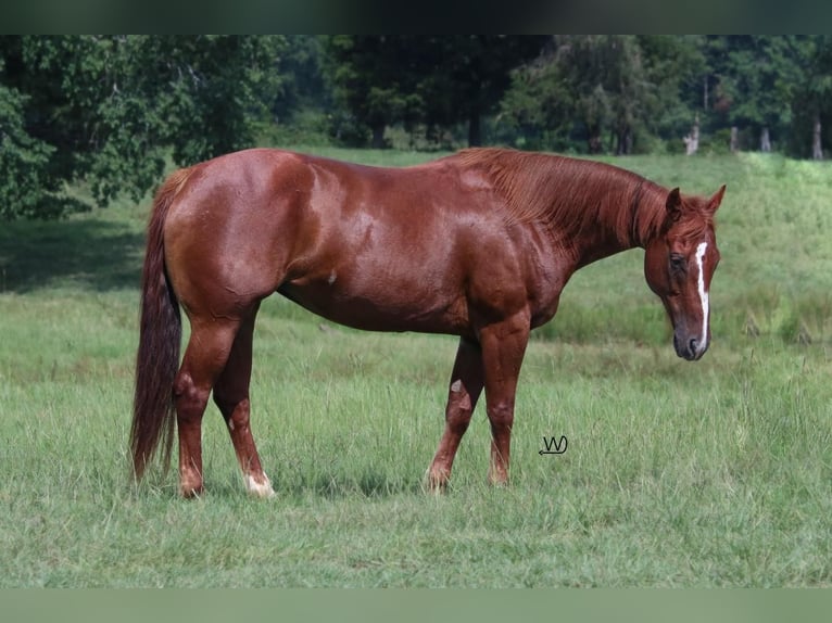 American Quarter Horse Stute 9 Jahre 150 cm Rotfuchs in Carthage