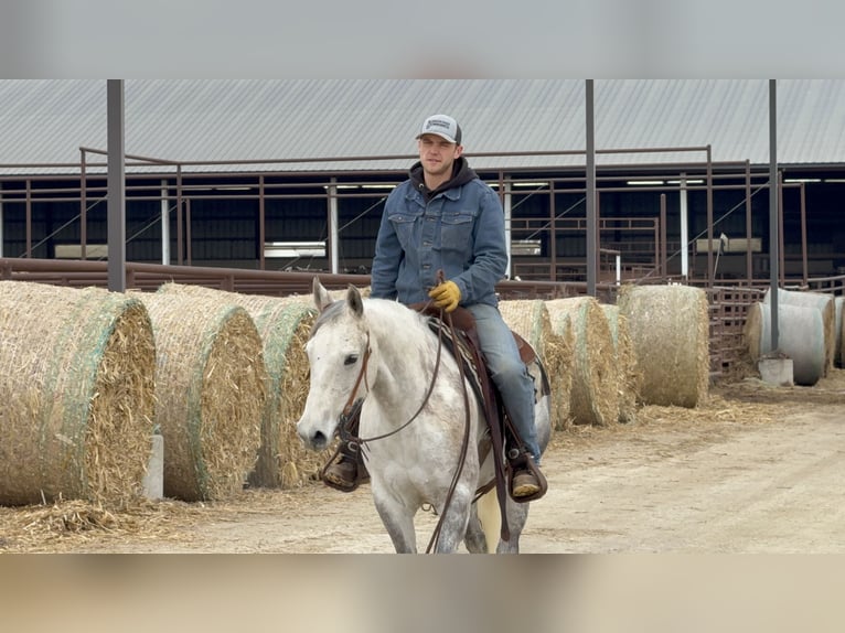 American Quarter Horse Stute 9 Jahre 150 cm Schimmel in Cannon Falls