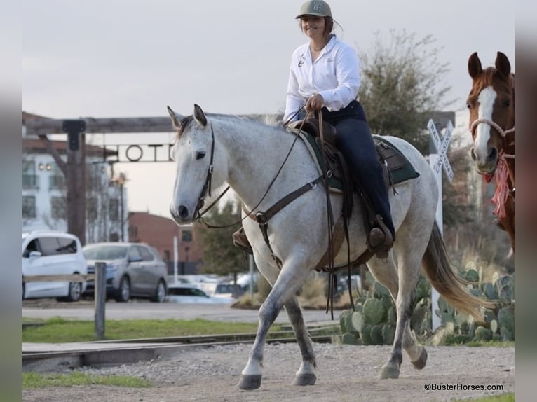 American Quarter Horse Stute 9 Jahre 150 cm Schimmel in Weatherford TX