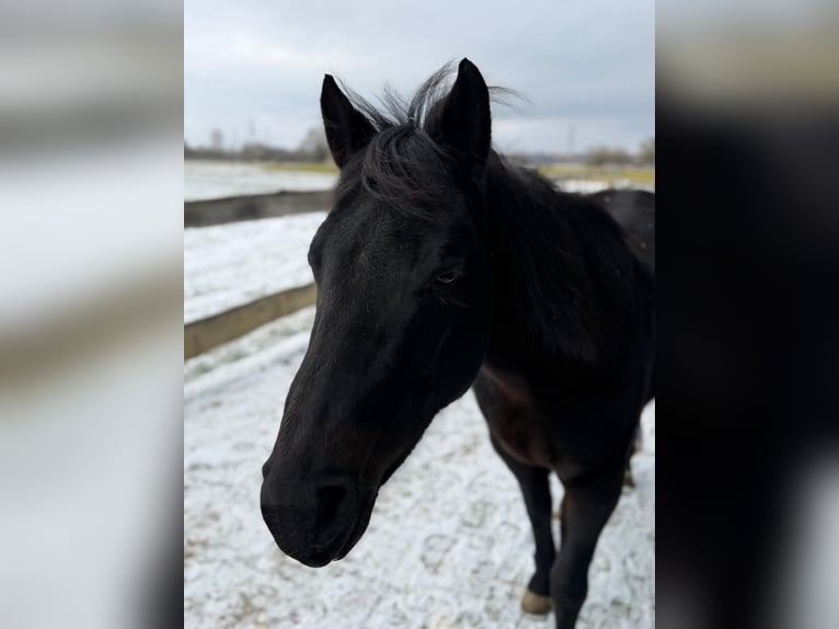 American Quarter Horse Stute 9 Jahre 150 cm  in Zwingenberg