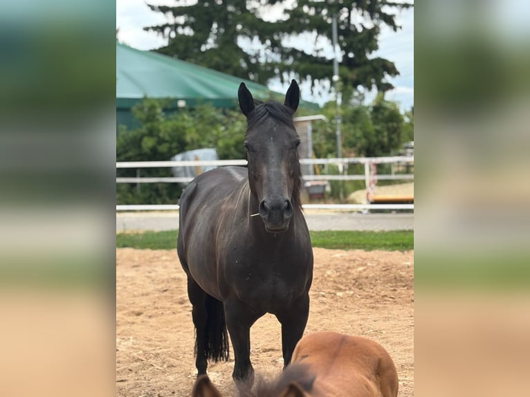 American Quarter Horse Stute 9 Jahre 150 cm  in Zwingenberg