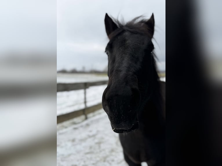 American Quarter Horse Stute 9 Jahre 150 cm  in Zwingenberg