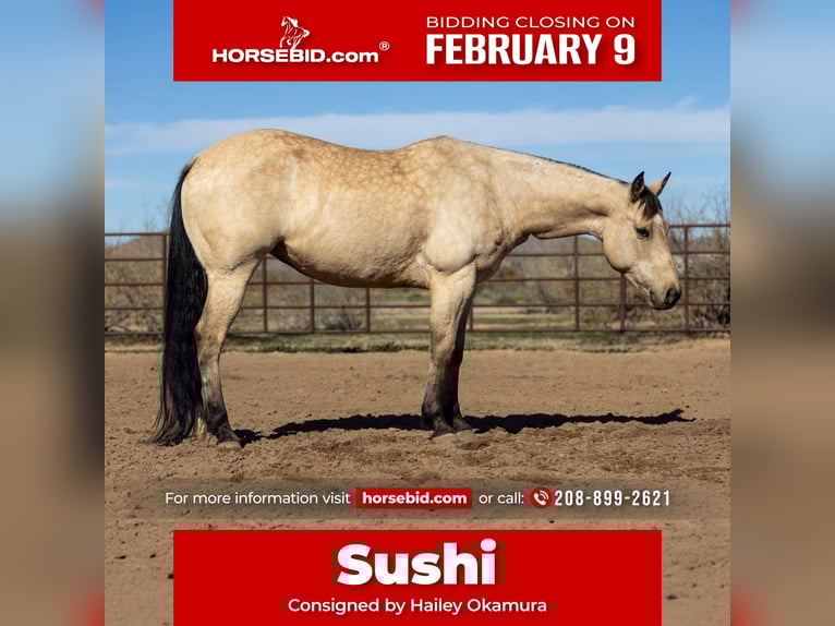 American Quarter Horse Stute 9 Jahre 152 cm Buckskin in Wickenburg