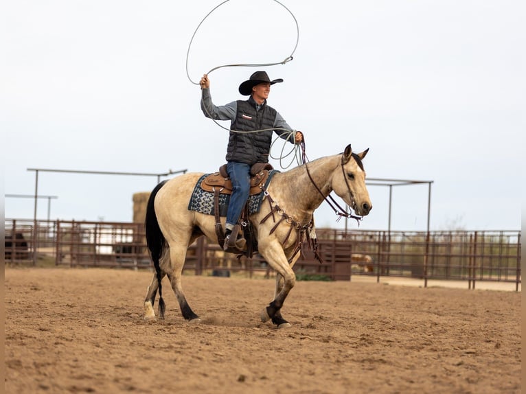 American Quarter Horse Stute 9 Jahre 152 cm Buckskin in Wickenburg