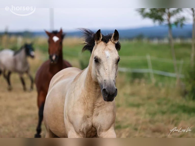 American Quarter Horse Stute 9 Jahre 152 cm Buckskin in Lüdinghausen