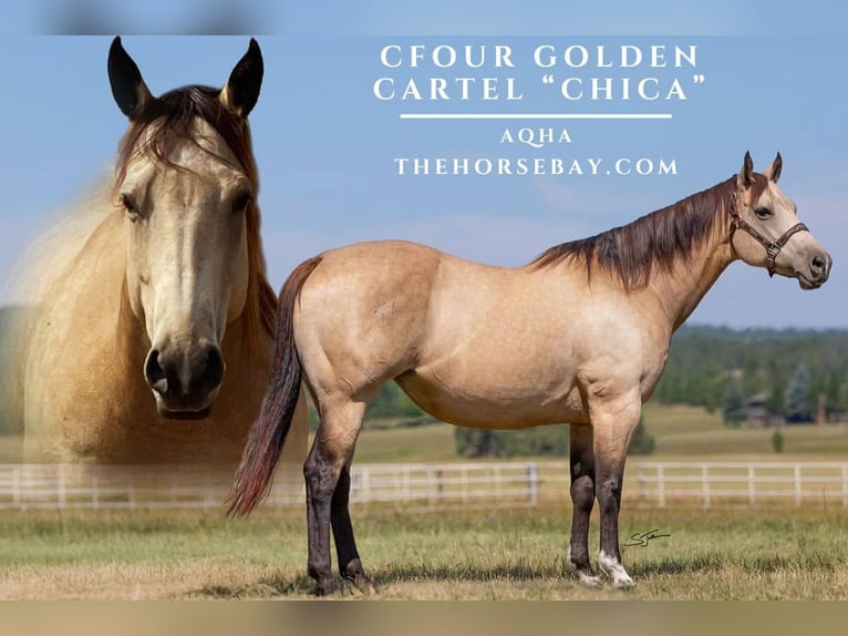 American Quarter Horse Stute 9 Jahre 152 cm Buckskin in Laporte, CO