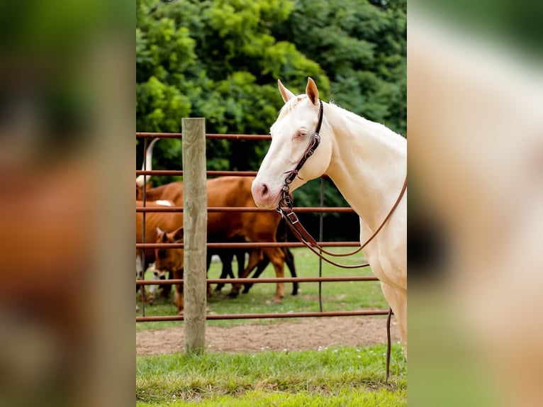American Quarter Horse Stute 9 Jahre 152 cm Cremello in Mt Hope AL