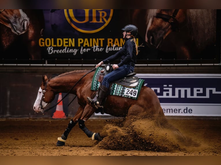 American Quarter Horse Stute 9 Jahre 152 cm Fuchs in Lahn