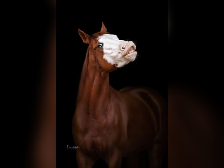 American Quarter Horse Stute 9 Jahre 152 cm Fuchs in Lahn