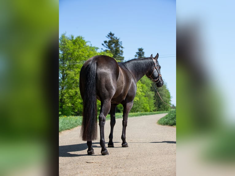 American Quarter Horse Stute 9 Jahre 152 cm Rappe in Kaisersbach
