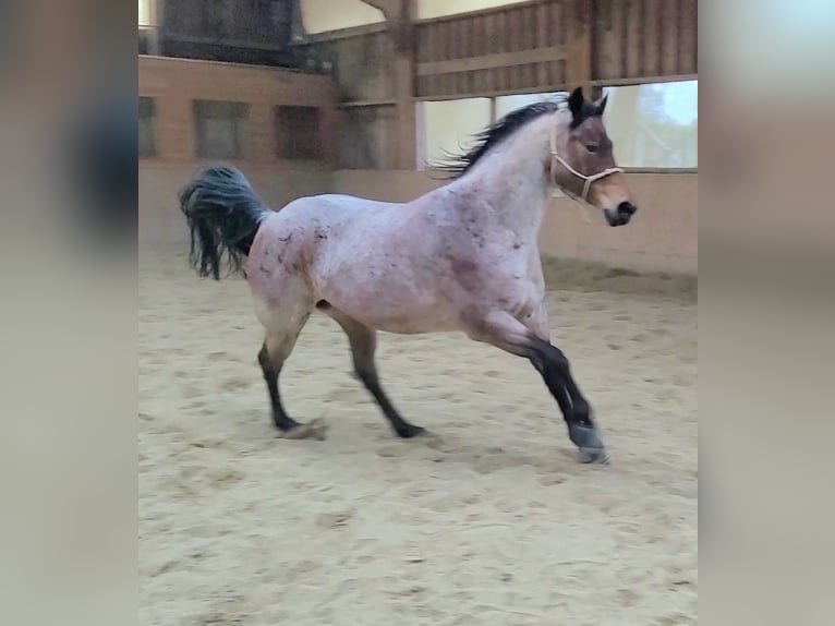 American Quarter Horse Stute 9 Jahre 152 cm Roan-Bay in Schliersee