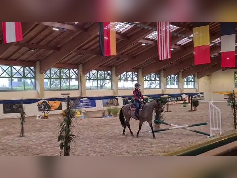 American Quarter Horse Stute 9 Jahre 152 cm Roan-Bay in Schliersee