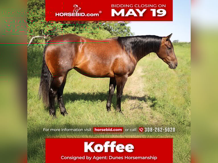 American Quarter Horse Stute 9 Jahre 152 cm Rotbrauner in Thedford, NE