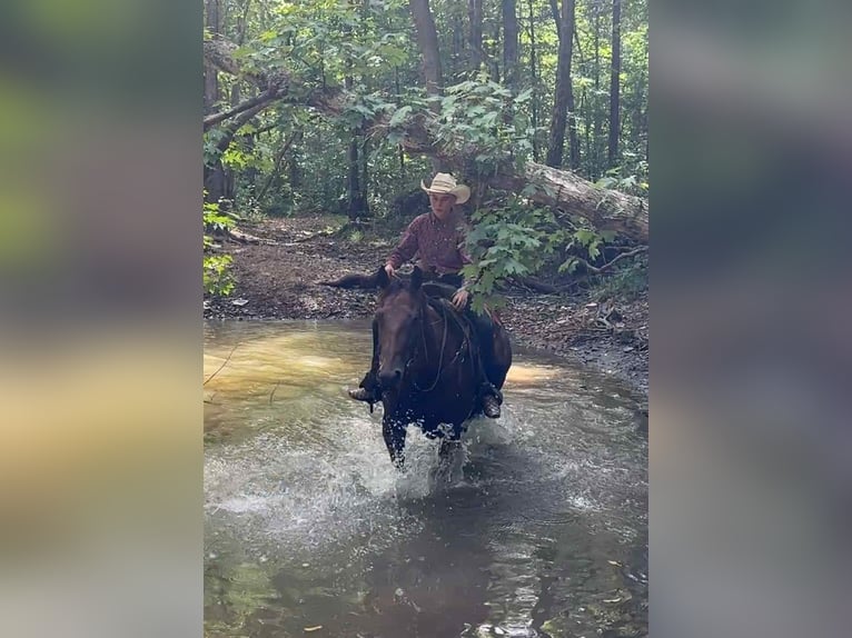 American Quarter Horse Stute 9 Jahre 152 cm Rotbrauner in Henderson KY