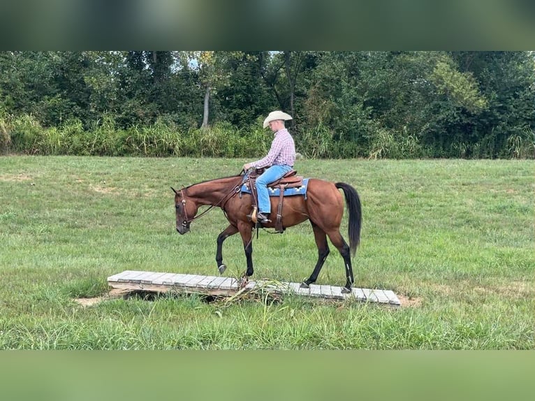 American Quarter Horse Stute 9 Jahre 152 cm Rotbrauner in Henderson KY