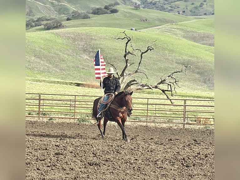 American Quarter Horse Stute 9 Jahre 152 cm Rotbrauner in Paicines CA
