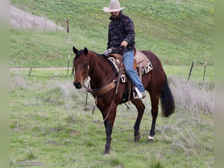 American Quarter Horse Stute 9 Jahre 152 cm Rotbrauner in Paicines CA