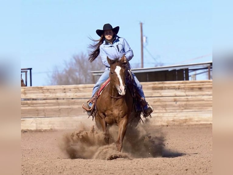 American Quarter Horse Stute 9 Jahre 152 cm Rotfuchs in Canyon