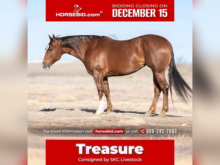 American Quarter Horse Stute 9 Jahre 152 cm Rotfuchs in Canyon