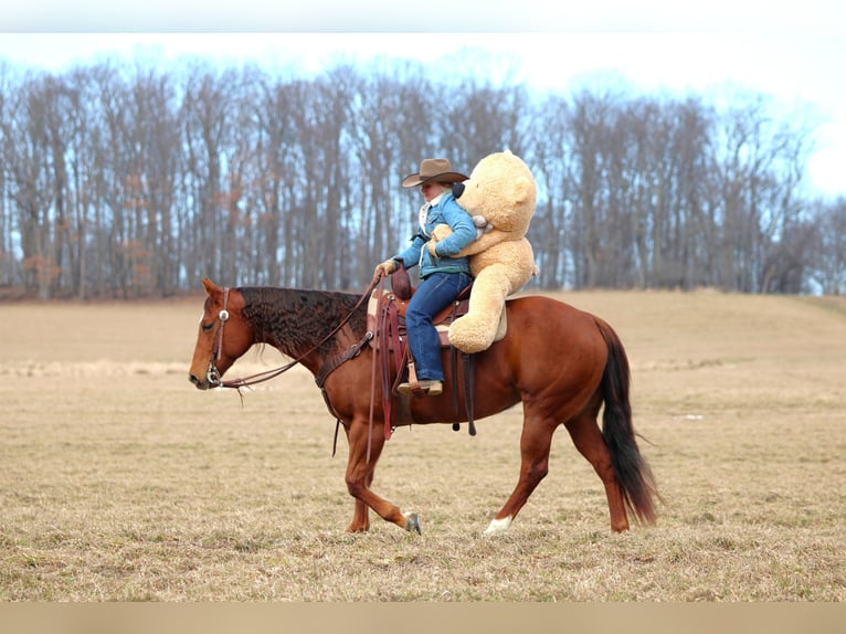 American Quarter Horse Stute 9 Jahre 152 cm Rotfuchs in Clarion