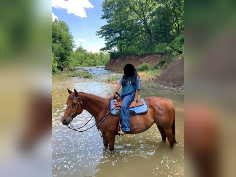American Quarter Horse Stute 9 Jahre 152 cm in Fayetteville,AR