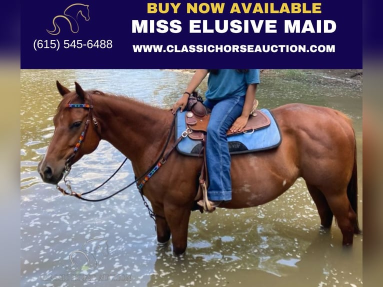 American Quarter Horse Stute 9 Jahre 152 cm in Fayetteville,AR