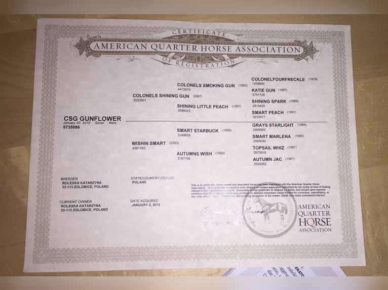 American Quarter Horse Stute 9 Jahre 153 cm Brauner in Holzkirchen