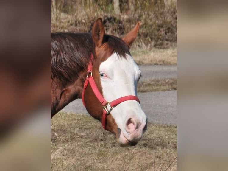 American Quarter Horse Stute 9 Jahre 153 cm Brauner in Holzkirchen