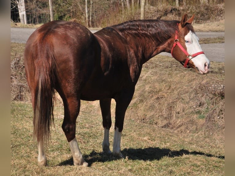 American Quarter Horse Stute 9 Jahre 153 cm Brauner in Holzkirchen