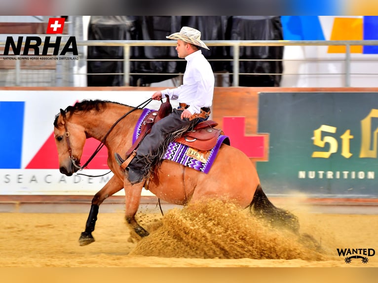 American Quarter Horse Stute 9 Jahre 153 cm Buckskin in Kappelen