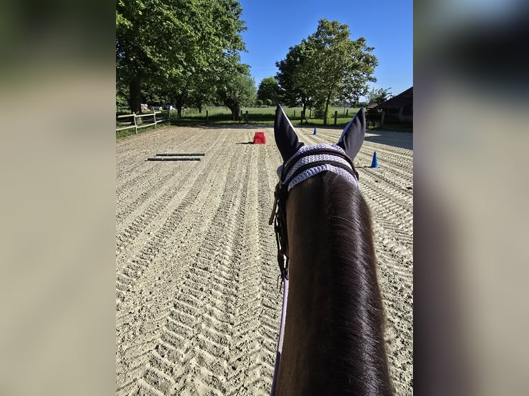 American Quarter Horse Stute 9 Jahre 154 cm Buckskin in Raesfeld