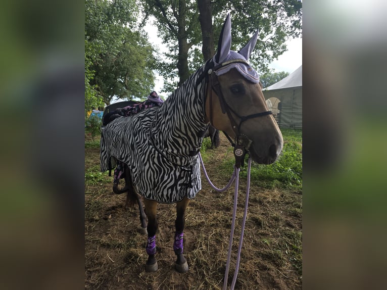 American Quarter Horse Stute 9 Jahre 154 cm Buckskin in Raesfeld