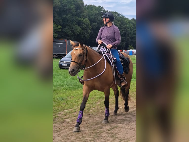 American Quarter Horse Stute 9 Jahre 154 cm Buckskin in Raesfeld