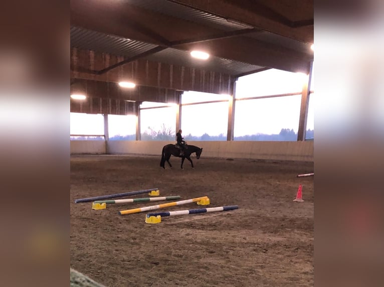 American Quarter Horse Stute 9 Jahre 154 cm Dunkelbrauner in Gaggenau