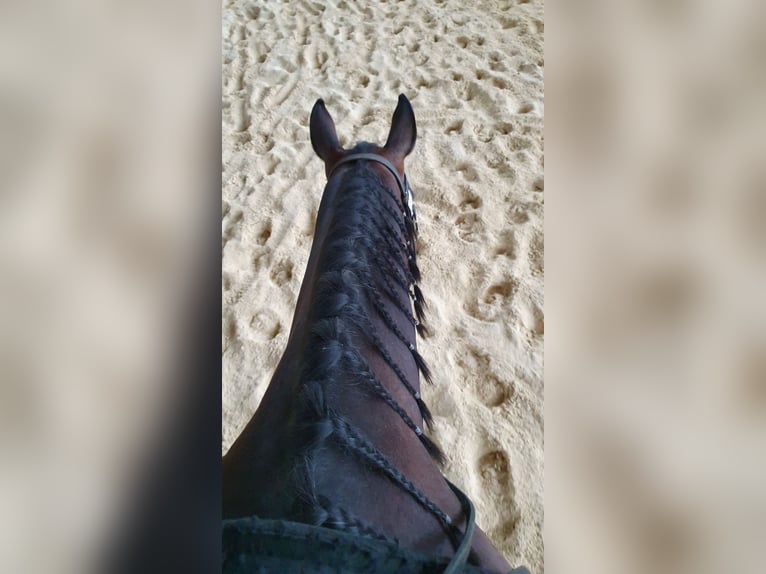 American Quarter Horse Stute 9 Jahre 154 cm Dunkelbrauner in Gaggenau