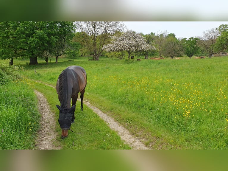 American Quarter Horse Stute 9 Jahre 154 cm Dunkelbrauner in Gaggenau