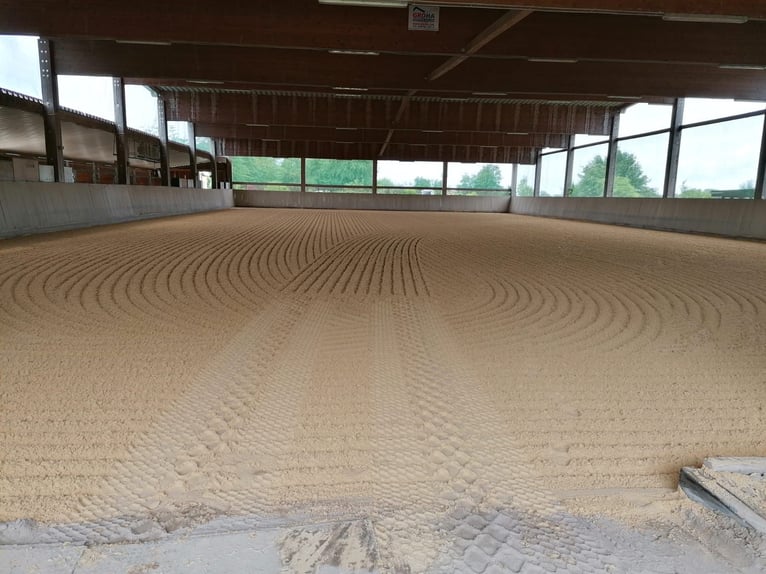 American Quarter Horse Stute 9 Jahre 154 cm Dunkelbrauner in Gaggenau American Quarter Horse Stute 9 Jahre 154 cm Dunkelbrauner in Gaggenau