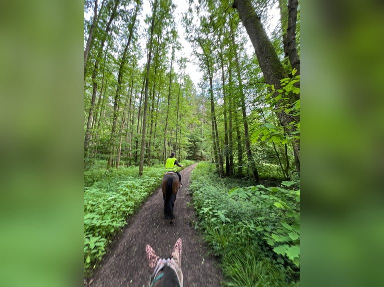 American Quarter Horse Stute 9 Jahre 154 cm Dunkelbrauner in Gaggenau American Quarter Horse Stute 9 Jahre 154 cm Dunkelbrauner in Gaggenau