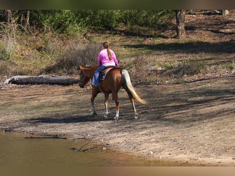 American Quarter Horse Stute 9 Jahre 155 cm Palomino in Forney