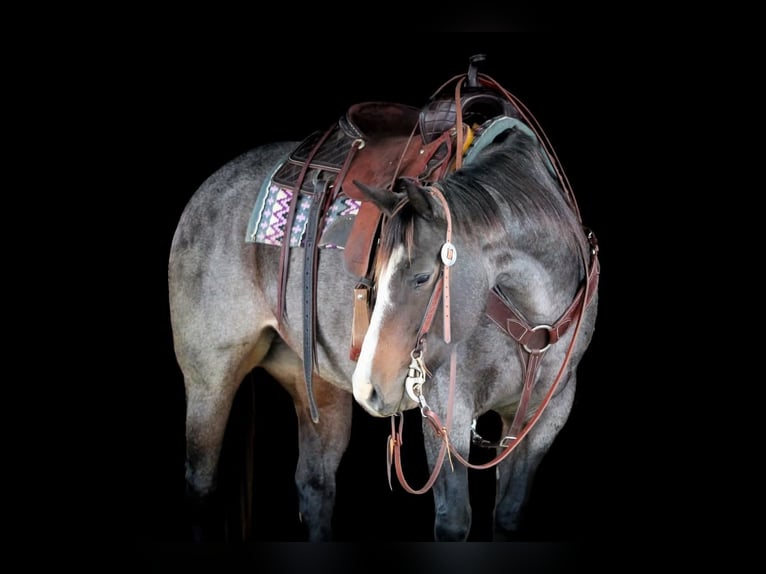 American Quarter Horse Stute 9 Jahre 155 cm Roan-Blue in Clarion