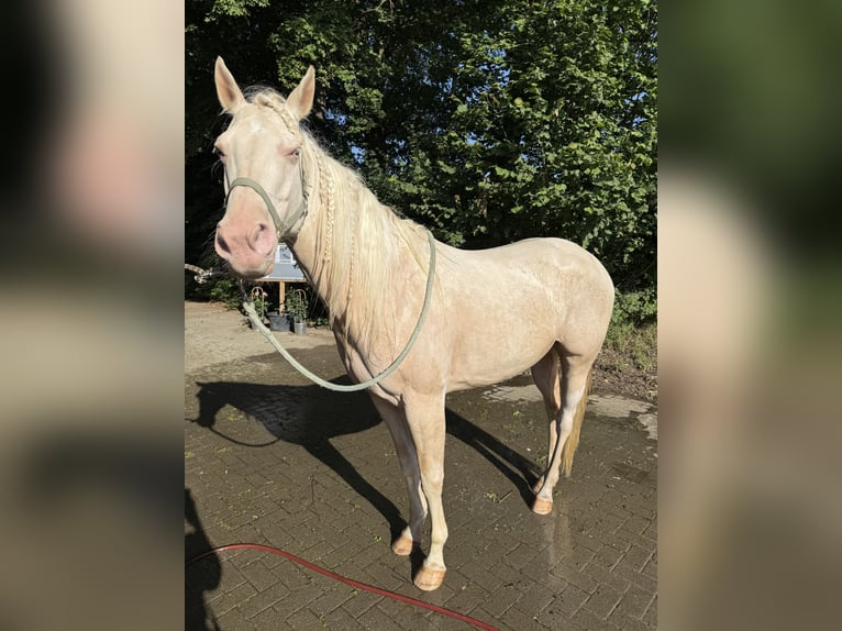 American Quarter Horse Stute 9 Jahre 157 cm Cremello in Braunfels