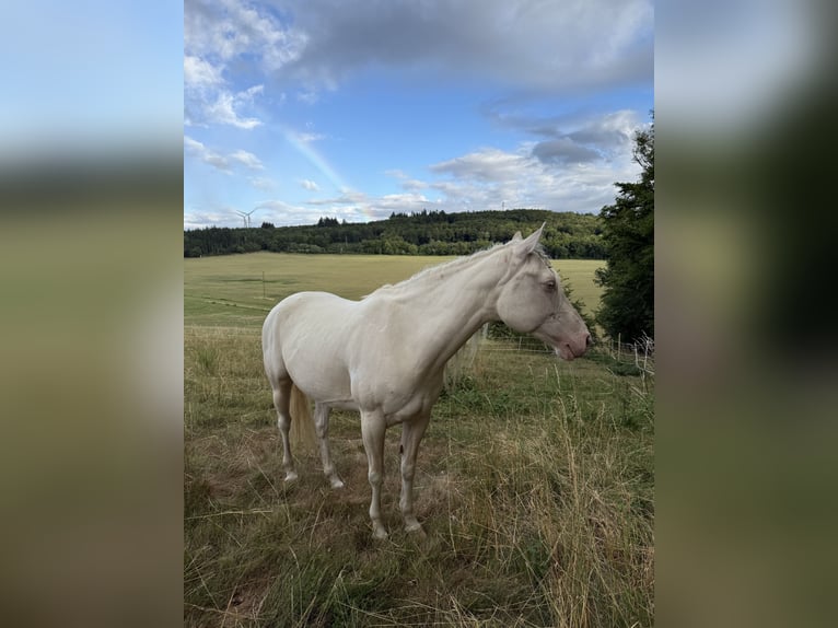 American Quarter Horse Stute 9 Jahre 157 cm Cremello in Braunfels